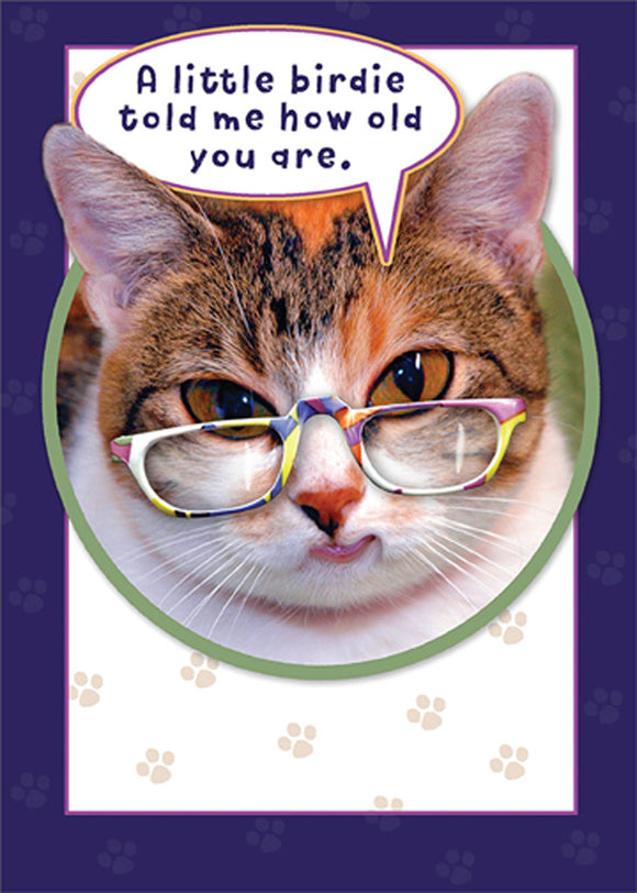 Cat w Glasses (Humour), BD