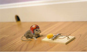 A mouse with helmet, humour