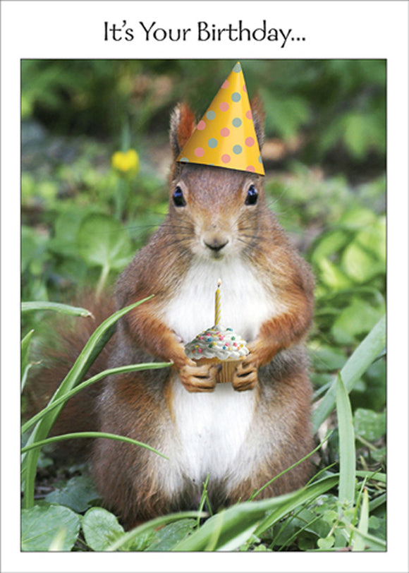 Party Squirrel (Humour), BD
