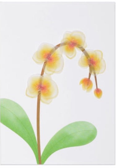Vellum Orchid, SY