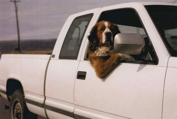 Dog in the truck, humour