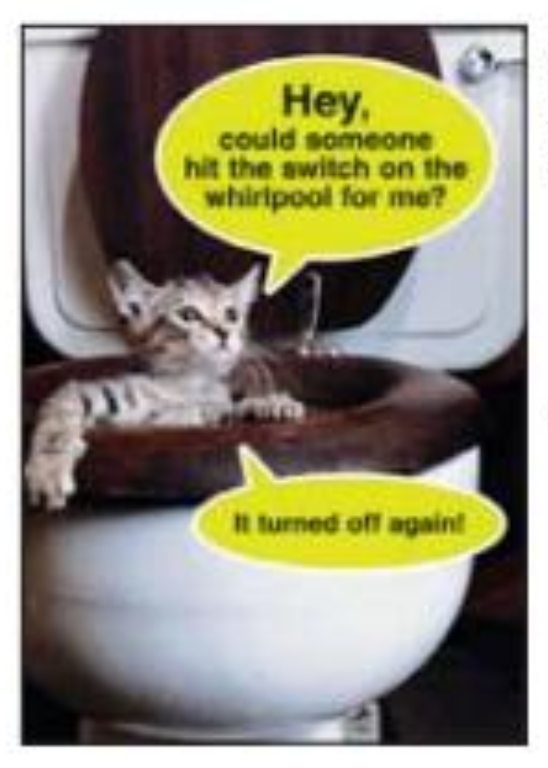 Whirlpool cat (humour), BD